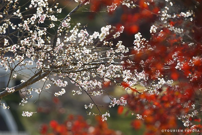 Hoa anh đào Shikizakura
